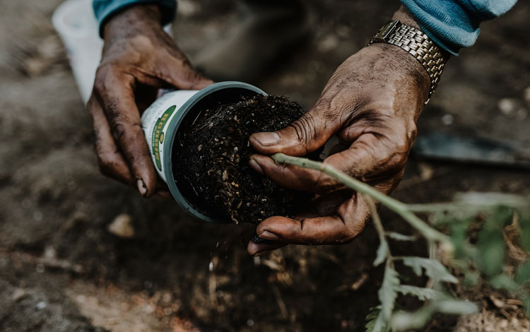 Hands holding a crop getting planted into a garden.
